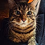 Tigrou participe au concours pour gagner de l'argent avec cette photo : cat, tabby, close_up, pet, whiskers, paw, feline, animal, cute, fur, striped, portrait, indoor, relaxed, looking, face, ears, eyes, sitting, cozy
