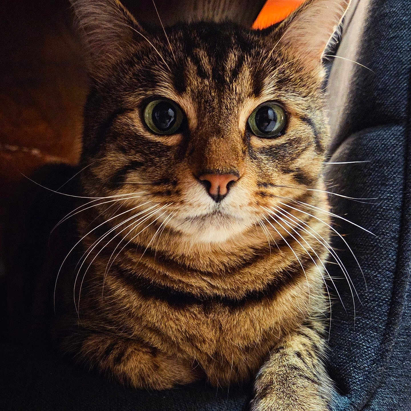 Tigrou participe au concours pour gagner de l'argent avec cette photo : animal, cat, close_up, cozy, cute, ears, eyes, face, feline, fur, indoor, looking, paw, pet, portrait, relaxed, sitting, striped, tabby, whiskers