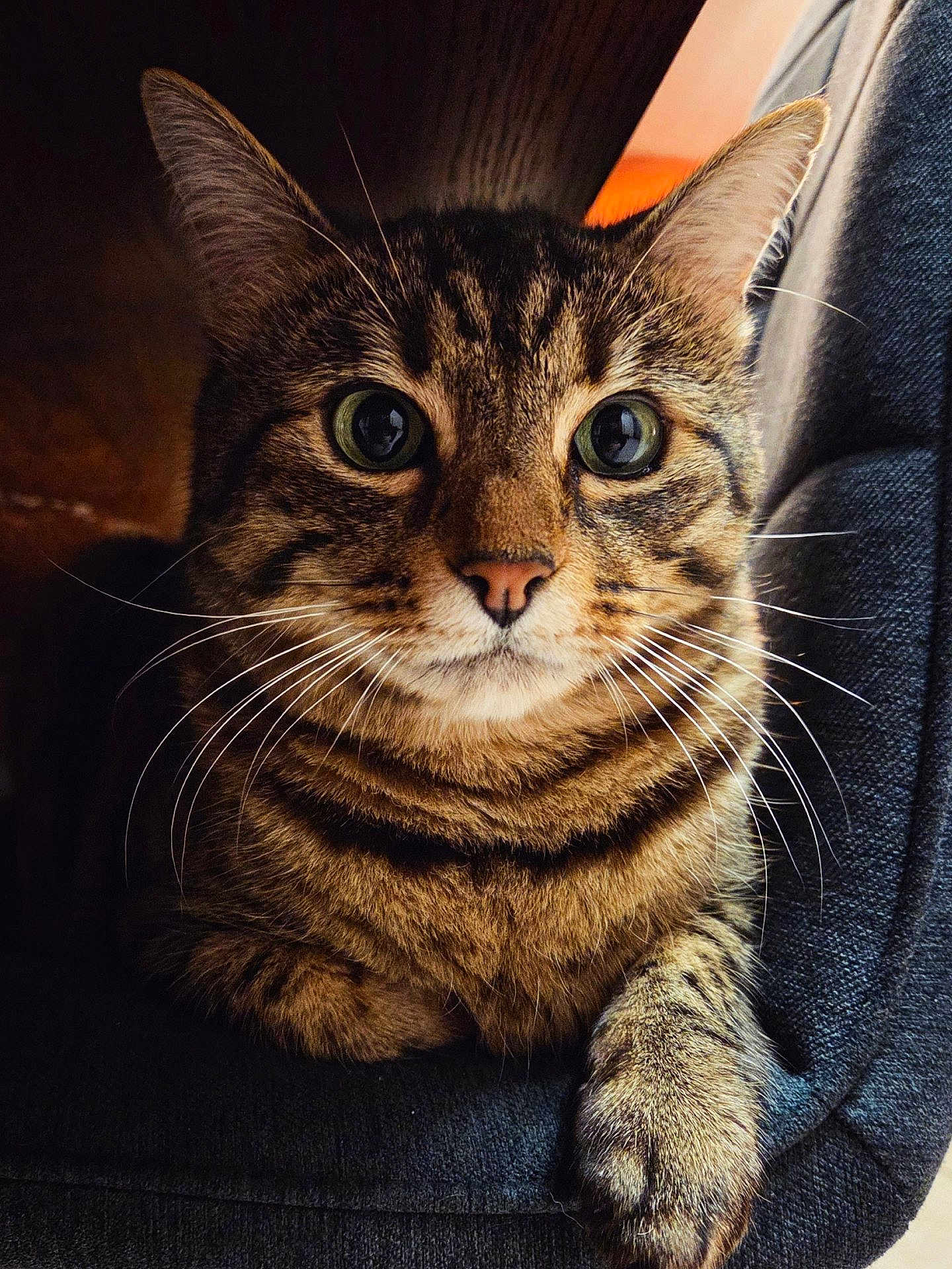 Tigrou participe au concours pour gagner de l'argent avec cette photo : cat, tabby, close_up, pet, whiskers, paw, feline, animal, cute, fur, striped, portrait, indoor, relaxed, looking, face, ears, eyes, sitting, cozy