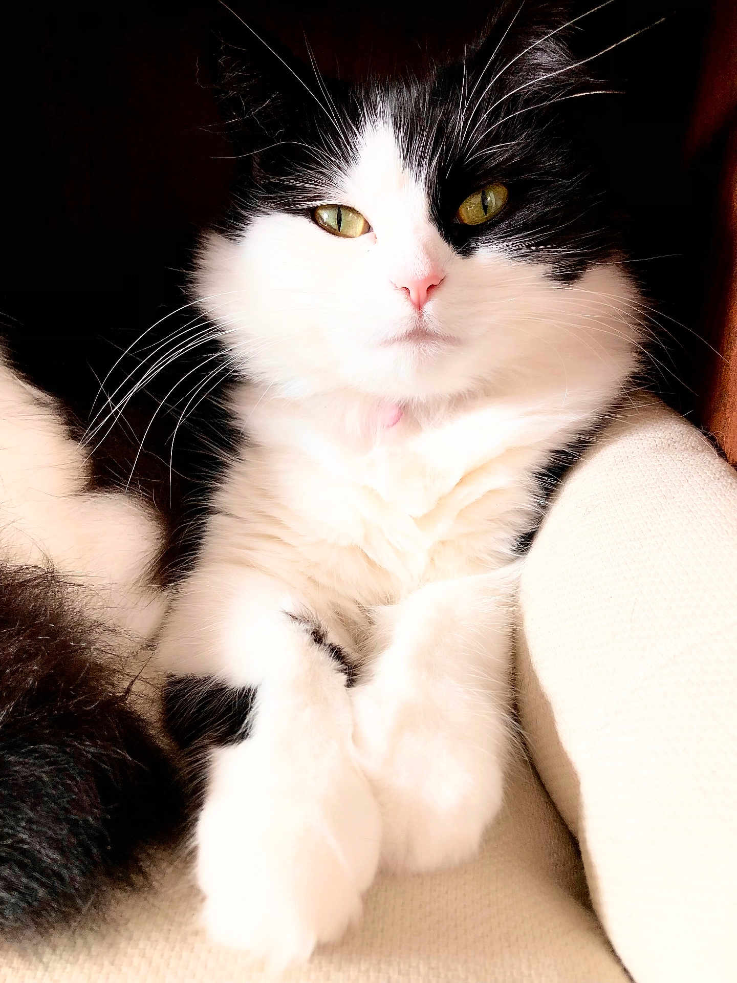 Selina is registered to the contest to win money with this photo: animal, black_and_white, cat, closeup, comfortable, cozy, cushion, feline, fluffy, fur, green_eyes, indoor, paws, pet, pink_nose, portrait, relaxed, resting, soft, whiskers