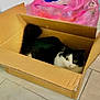 animal, black_and_white, box, cardboard_box, cat, container, curious, cute, domestic, feline, floor, home, indoor, looking, pet, pink_bag, resting, tail, tile_floor, whiskers
