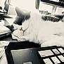 Selina is registered to the contest to win money with this photo: black_and_white, book, cat, close_up, cozy, desk, fur, furniture, home_office, indoor, keyboard, natural_light, paper, pet, quiet, relaxation, resting, sleeping, technology, window