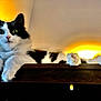 Selina joined the competition — help win amazing prizes! alert, animal, black_and_white, cat, cute, ears, fluffy, fur, furniture, glow, indoor, lighting, looking, mammal, nose, paws, pet, relaxing, whiskers, wood