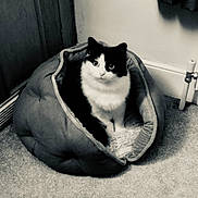 Selina is registered to the contest to win money with this photo: animal, black_and_white, carpet, cat, close_up, comfortable, cozy, curious, cute, domestic_cat, door, feline, fluffy, home, indoor, looking, pet_bed, quiet, resting, soft