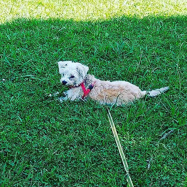 Mya