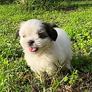 Raya is registered to the contest to win money with this photo: adorable, animal, black, cute, dog, fluffy, fur, grass, greenery, nature, outdoor, pet, playful, puppy, small, summer, sunlight, tongue_out, white, young