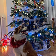 Holly a rejoint le concours — aidez-le/la à gagner de superbes lots ! dog, christmas_tree, ornaments, fairy_lights, tinsel, indoor, hardwood_floor, santa_figure, festive, pet, sitting, tongue_out, happy, garland, bauble, tree_skirt, holiday_decor, living_room, decorations, portrait