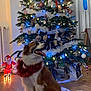 dog, christmas_tree, ornaments, fairy_lights, tinsel, indoor, hardwood_floor, santa_figure, festive, pet, sitting, tongue_out, happy, garland, bauble, tree_skirt, holiday_decor, living_room, decorations, portrait