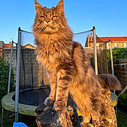 Nala a rejoint le concours — aidez-le/la à gagner de superbes lots ! cat, maine_coon, feline, pet, fluffy, long_hair, fur, orange_eyes, whiskers, paws, tree_stump, wooden_stump, garden, backyard, trampoline, netting, fence, sunset, golden_hour, sky