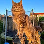 cat, maine_coon, feline, pet, fluffy, long_hair, fur, orange_eyes, whiskers, paws, tree_stump, wooden_stump, garden, backyard, trampoline, netting, fence, sunset, golden_hour, sky