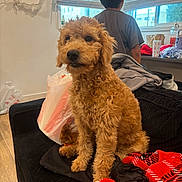 Daisy Rodriguez joined the competition — help win amazing prizes! back_view, black_couch, blanket, blinds, casual, clothing, couch, cozy, curly_fur, dog, domestic, furniture, indoor, natural_light, person, pet, plastic_bag, red_blanket, window, wood_floor