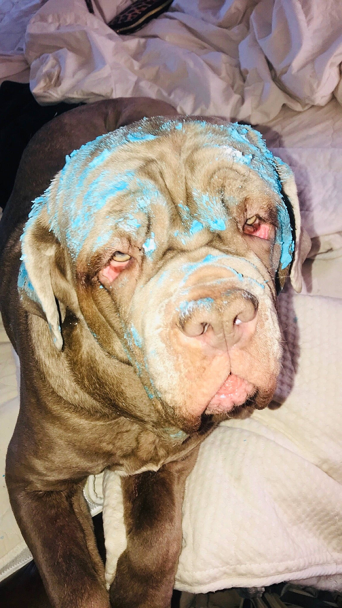 Mishka joined the competition — help win amazing prizes! art, bulldog, canidae, carnivore, close_up, companion_dog, dog, dog_breed, eye, fawn, fur, head, human_body, liver, snout, sporting_group, terrestrial_animal, whiskers, working_animal, wrinkle