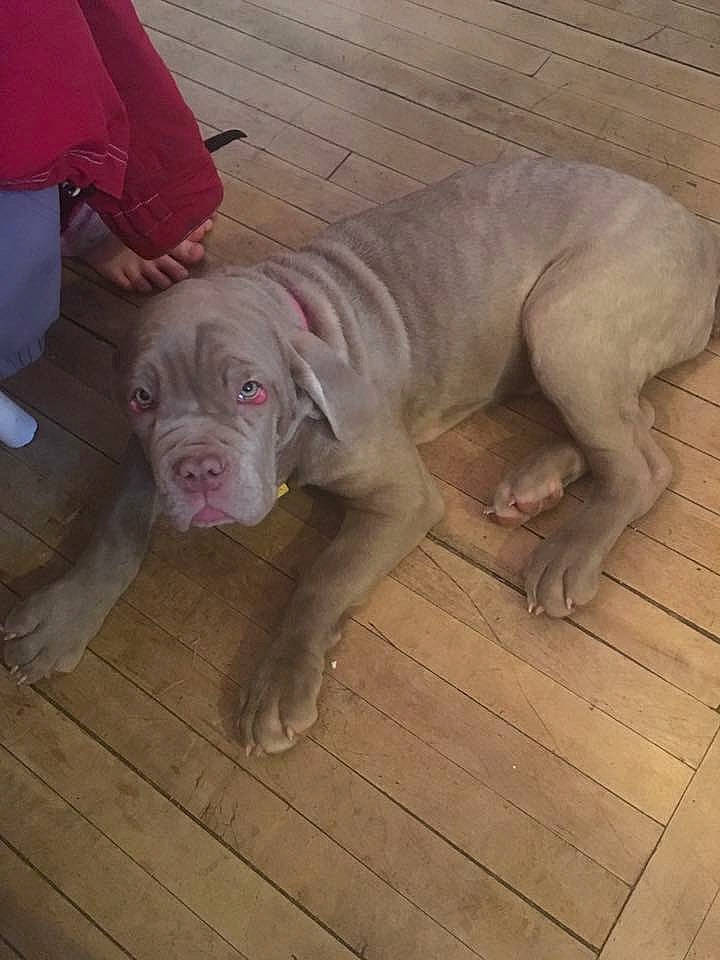 Mishka joined the competition — help win amazing prizes! canidae, carnivore, comfort, companion_dog, dog, dog_breed, fawn, flooring, grey, hardwood, molosser, non_sporting_group, ori_pei, snout, sporting_group, terrestrial_animal, wood, working_animal, working_dog, wrinkle