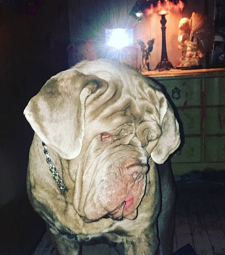 Mishka is registered to the contest to win money with this photo: art, canidae, carnivore, companion_dog, darkness, dog, dog_breed, fang, fawn, fur, liver, ori_pei, snout, sporting_group, terrestrial_animal, visual_arts, whiskers, white_english_bulldog, working_animal, wrinkle