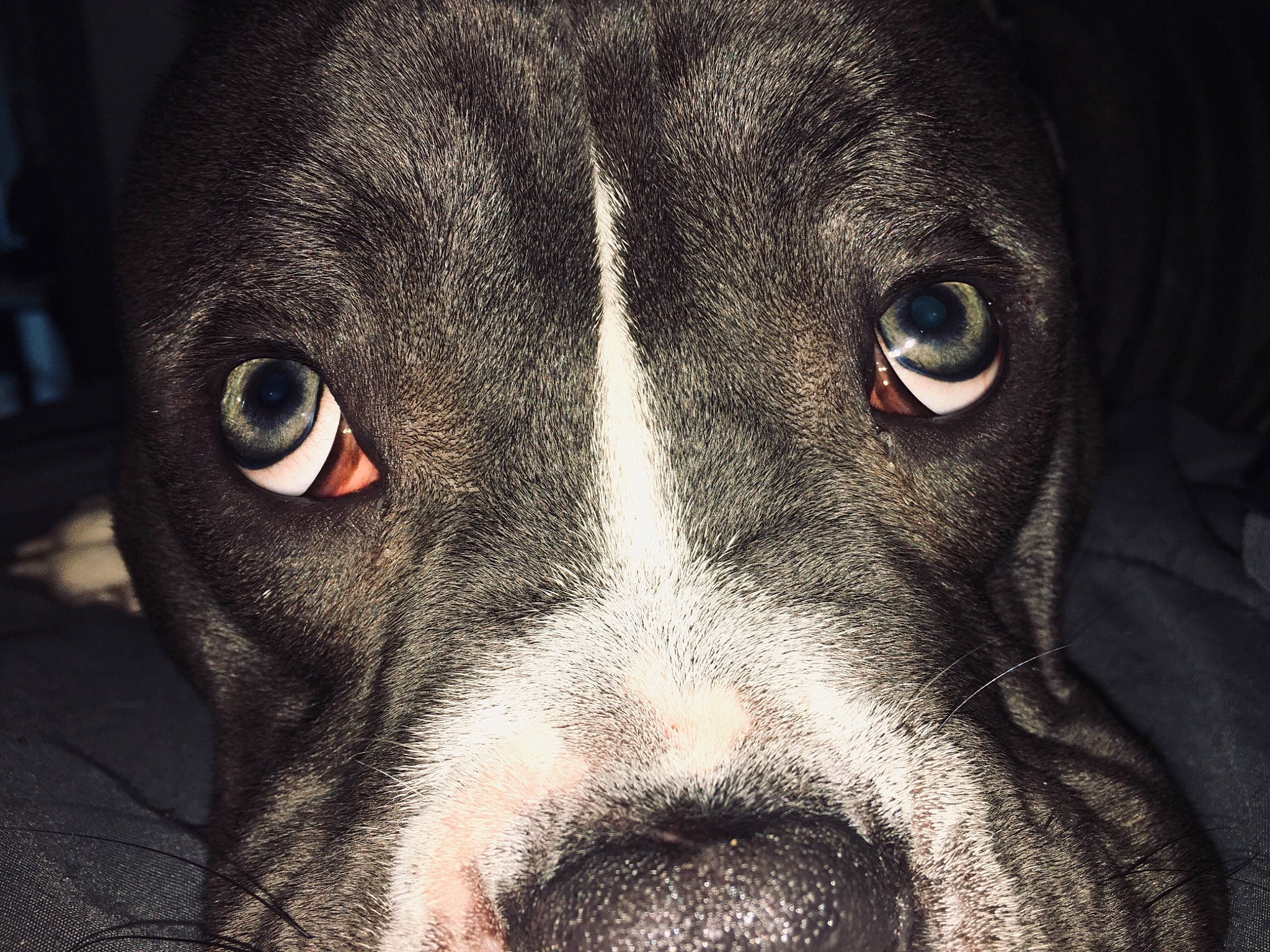 Blue Man is registered to the contest to win money with this photo: canidae, carnivore, close_up, darkness, dog, dog_breed, eye, fur, head, monochrome_photography, no_expression, non_sporting_group, snout, sporting_group, terrestrial_animal, whiskers, working_animal