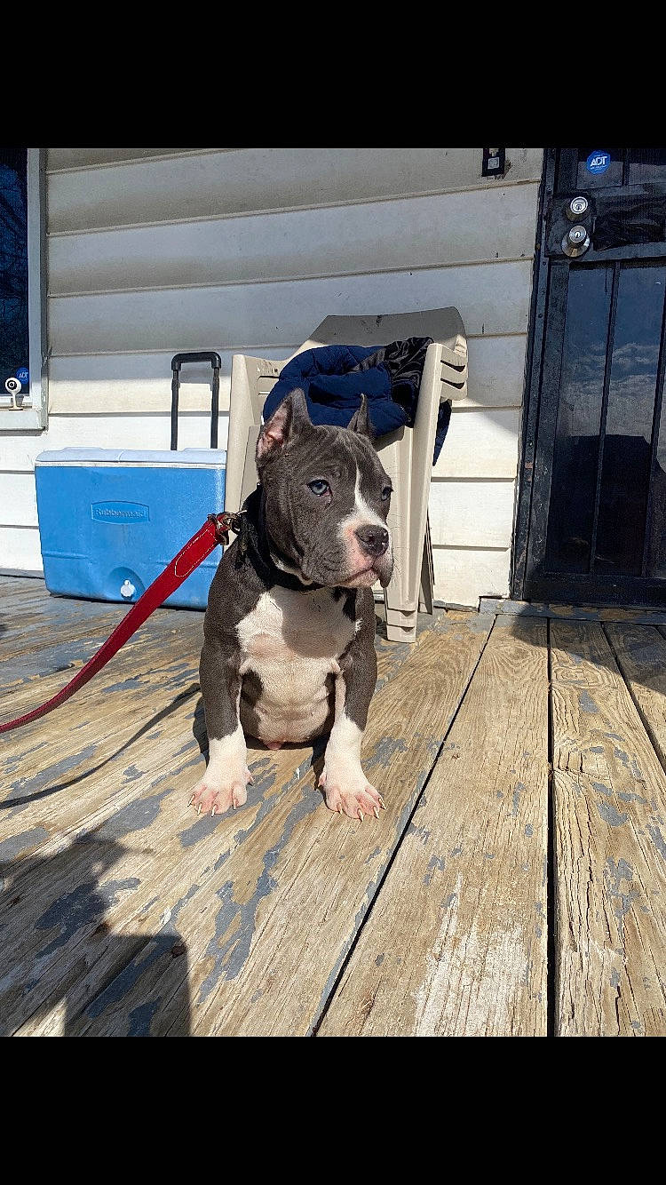 Blue Man joined the competition — help win amazing prizes! adventure, canidae, carnivore, collar, companion_dog, dog, dog_breed, dog_collar, fashion_accessory, fawn, flooring, guard_dog, hardwood, leash, pet_supply, plank, recreation, sporting_group, wood, working_animal