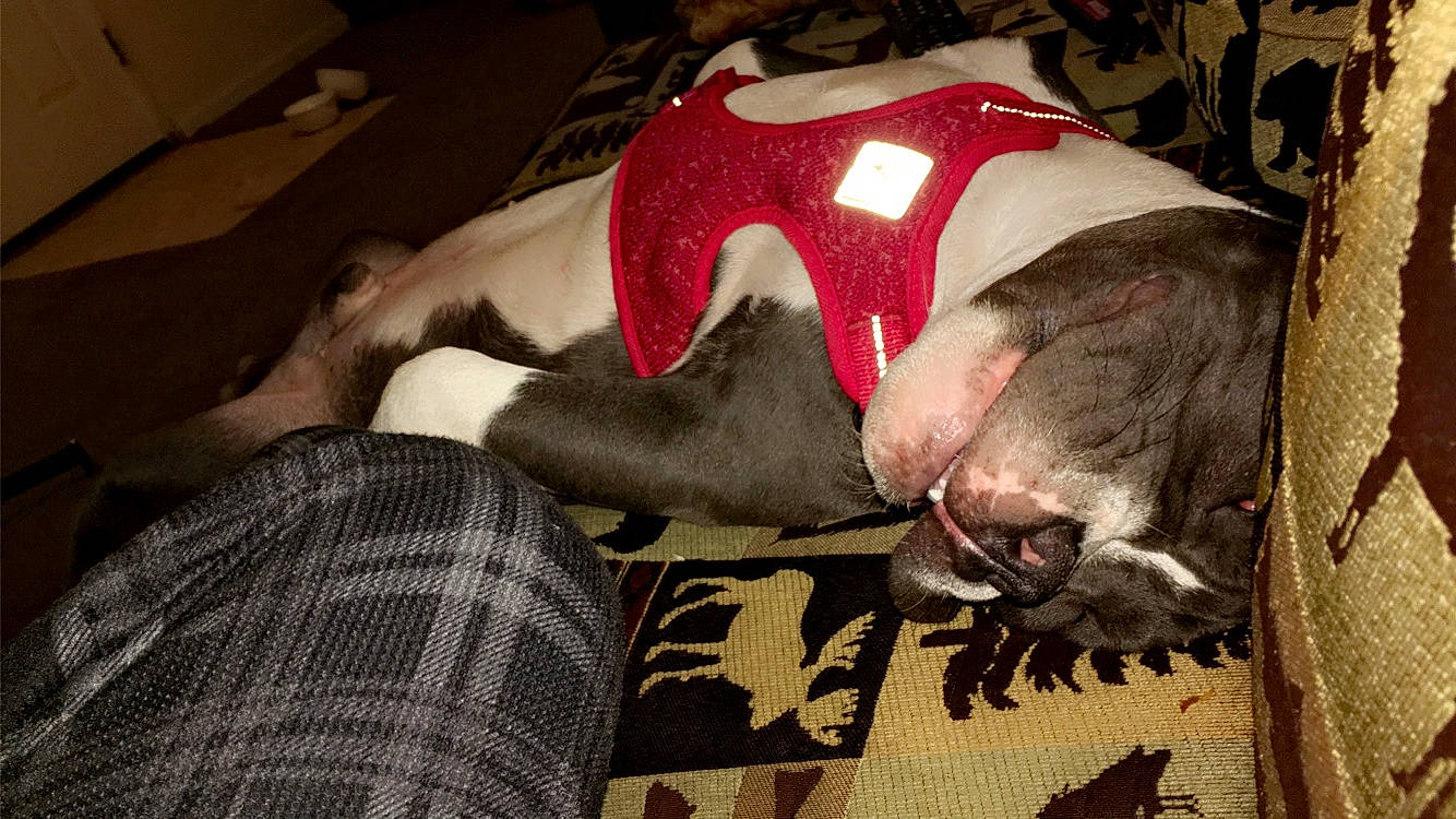 Blue Man is registered to the contest to win money with this photo: canidae, carmine, carnivore, comfort, companion_dog, dog, dog_bed, dog_breed, dog_supply, fang, flesh, fur, non_sporting_group, pattern, paw, snout, sporting_group, working_animal