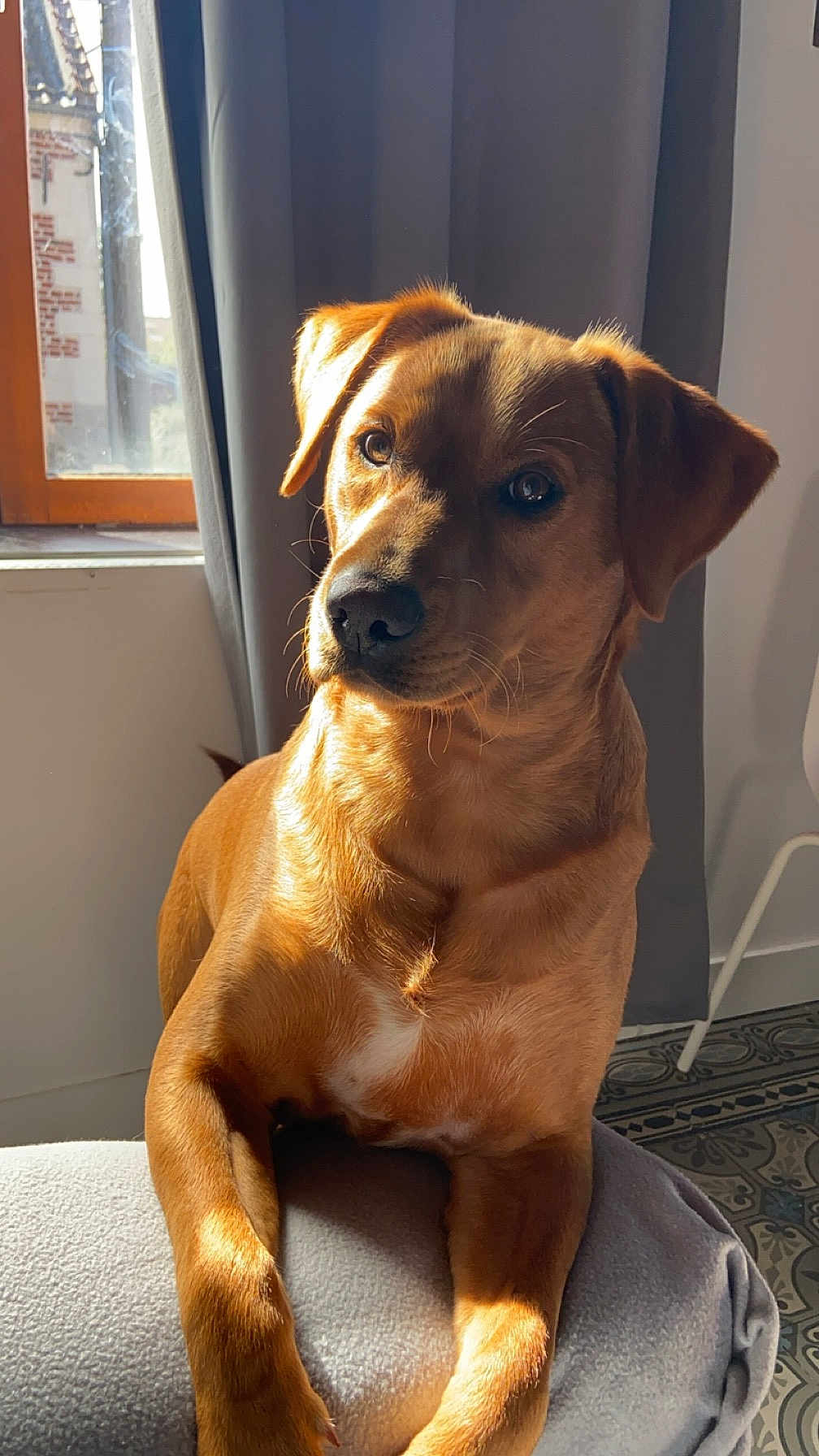 Tobby a rejoint le concours — aidez-le/la à gagner de superbes lots ! dog, golden_brown, sunlight, indoor, cushion, curtains, window, floor_tiles, pet, animal, portrait, sitting, cozy, warm_light, furniture, domestic, companion, relaxed, curious, attentive