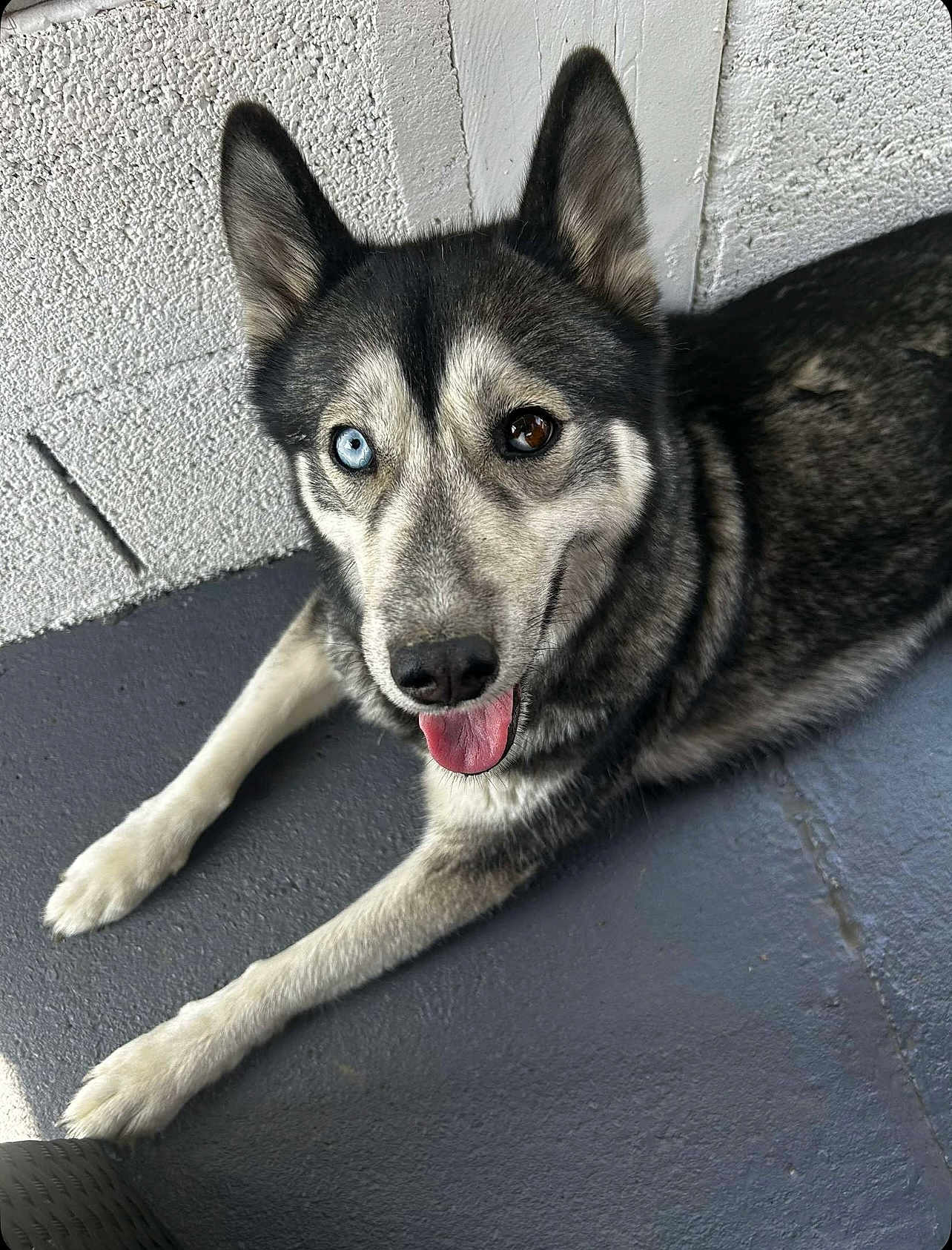 Stella participe au concours pour gagner de l'argent avec cette photo : dog, husky, heterochromia, blue_eye, brown_eye, tongue_out, laying_down, pet, canine, fur, ears, nose, paw, indoor, floor, wall, friendly, portrait, animal, companion