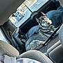 Stella participe au concours pour gagner de l'argent avec cette photo : animal, backseat, canine, car_interior, curious, daytime, dog, domestic_animal, fur, heterochromia, husky, leash, pet, resting, seat, street, transportation, urban, vehicle, window