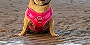 Girlfriend joined the competition — help win amazing prizes! accessory, animal, beach, canine, cute, dog, funny, nature, outdoor, pet, pink_harness, pink_sunglasses, portrait, reflection, sand, shallow_water, sitting, summer, sunny, water
