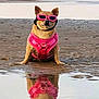 accessory, animal, beach, canine, cute, dog, funny, nature, outdoor, pet, pink_harness, pink_sunglasses, portrait, reflection, sand, shallow_water, sitting, summer, sunny, water
