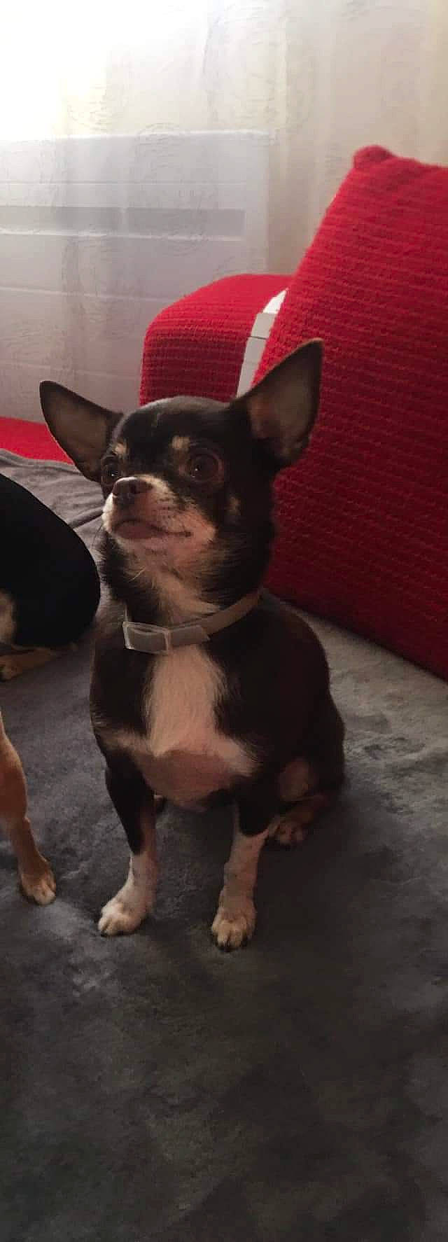 Jack participe au concours pour gagner de l'argent avec cette photo : canidae, carnivore, chihuahua, companion_dog, corgi_chihuahua, dog, dog_breed, ear, fawn, mammal, puppy, snout, toy_dog, vertebrate