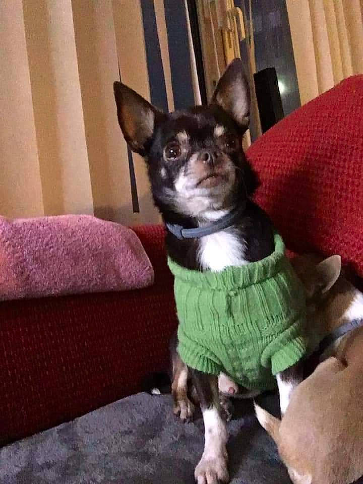 Jack participe au concours pour gagner de l'argent avec cette photo : canidae, carnivore, cat, chihuahua, companion_dog, corgi_chihuahua, dog, dog_breed, felidae, mammal, puppy, rat_terrier, snout, sporting_group, teddy_roosevelt_terrier, toy_dog, toy_fox_terrier, vertebrate, whiskers