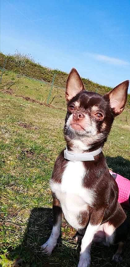 Jack participe au concours pour gagner de l'argent avec cette photo : australian_kelpie, canidae, carnivore, chihuahua, companion_dog, corgi_chihuahua, dog, dog_breed, fawn, grass, mammal, puppy, rat_terrier, snout, sporting_group, teddy_roosevelt_terrier, toy_dog, toy_fox_terrier, vertebrate, whiskers