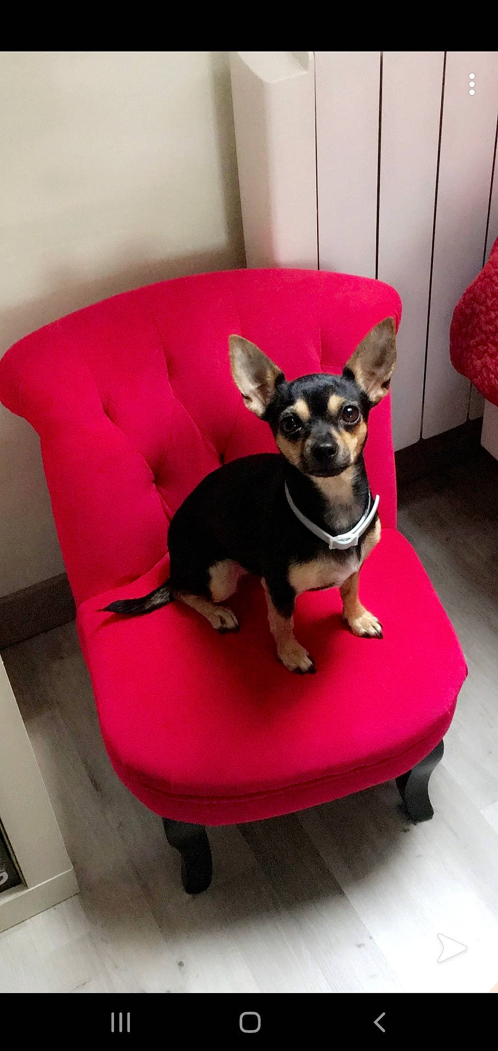 Love a rejoint le concours — aidez-le/la à gagner de superbes lots ! canidae, carnivore, chihuahua, companion_dog, corgi_chihuahua, dog, dog_bed, dog_breed, dog_clothes, english_toy_terrier, fawn, mammal, miniature_pinscher, pink, prazsky_krysarik, puppy, russkiy_toy, snout, toy_dog, vertebrate