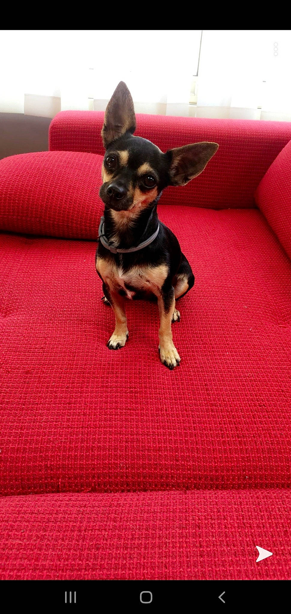 Love a rejoint le concours — aidez-le/la à gagner de superbes lots ! canidae, carnivore, chihuahua, companion_dog, dog, dog_breed, english_toy_terrier, fawn, german_pinscher, mammal, miniature_pinscher, prazsky_krysarik, puppy, russkiy_toy, toy_dog, vertebrate