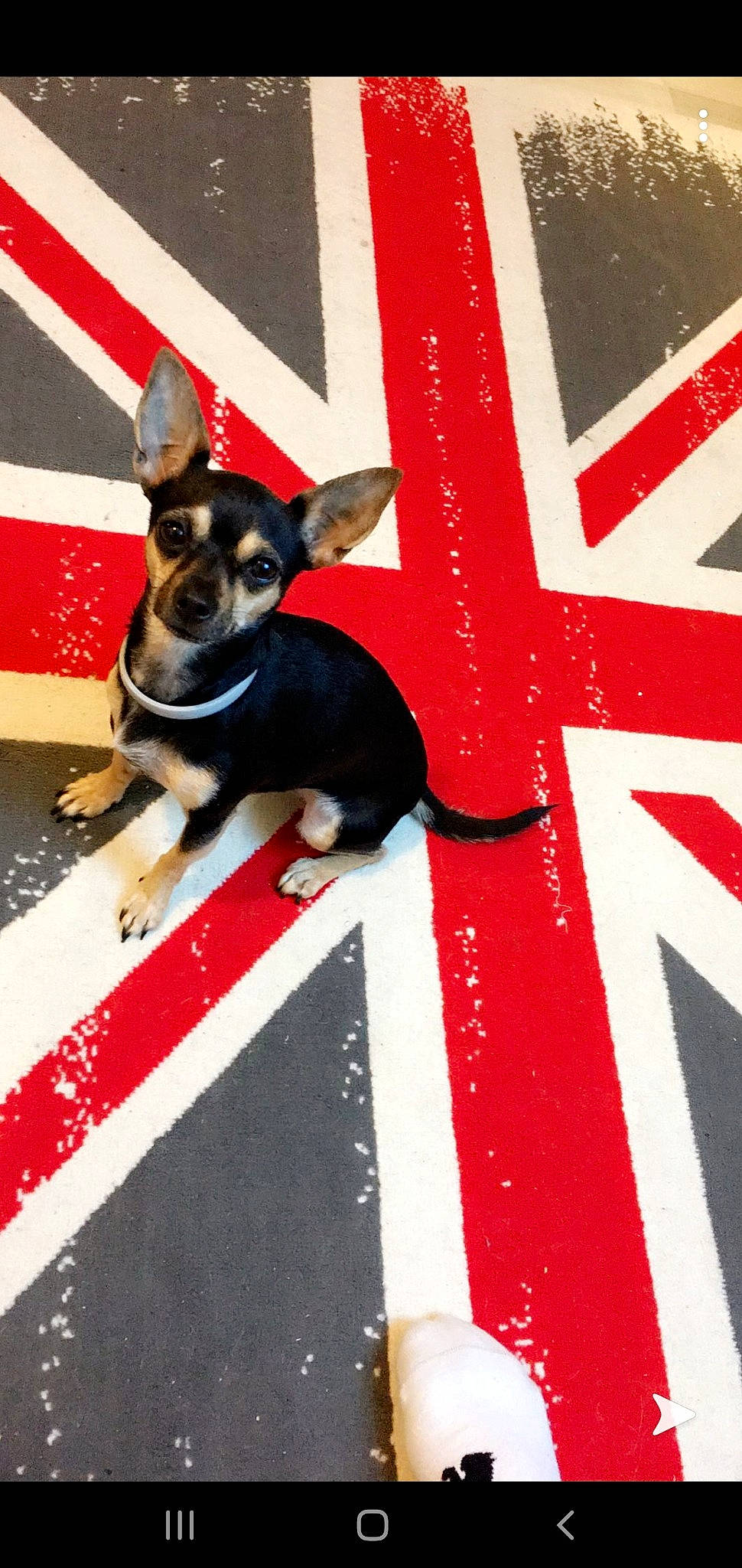 Love participe au concours pour gagner de l'argent avec cette photo : canidae, carnivore, chihuahua, companion_dog, dog, dog_breed, fawn, miniature_pinscher, paw, prazsky_krysarik, red, snout, toy_dog