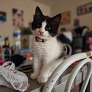 Freya participe au concours pour gagner de l'argent avec cette photo : kitten, cat, black_and_white, fur, curious, table, towel, chair, indoor, pet, young, whiskers, collar, cute, animal, feline, domestic, blurred_background, household, soft_light