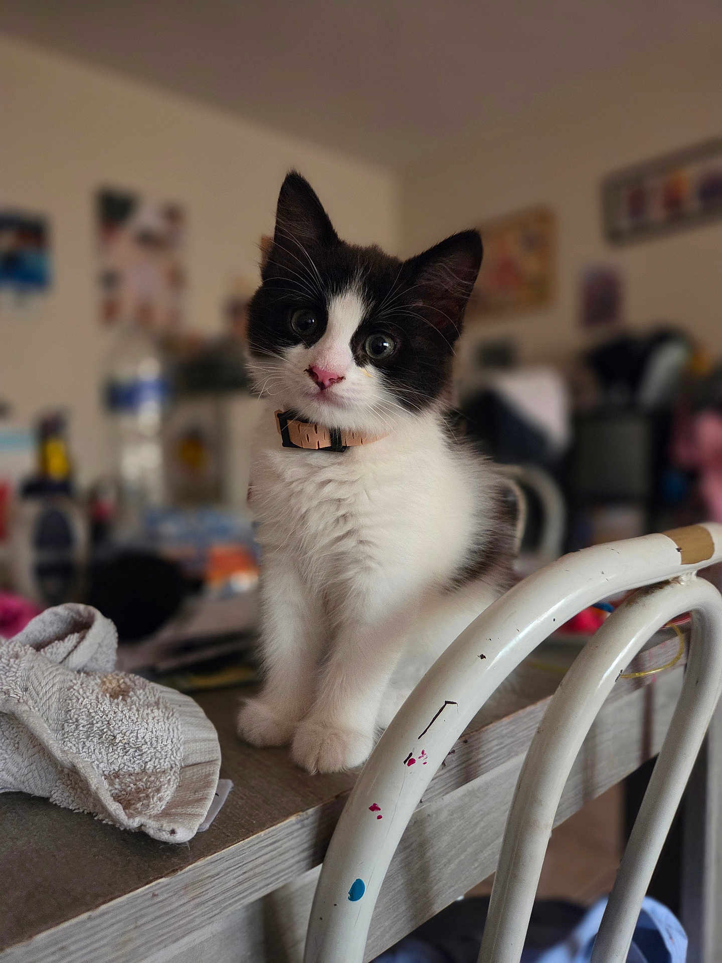 Freya participe au concours pour gagner de l'argent avec cette photo : kitten, cat, black_and_white, fur, curious, table, towel, chair, indoor, pet, young, whiskers, collar, cute, animal, feline, domestic, blurred_background, household, soft_light