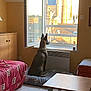 dog, window, cushion, indoor, furniture, bed, table, tile_floor, cabinet, open_window, sunlight, wall, building, historic_building, pet, living_room, quiet, still_life, home, resting