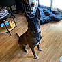 dog, brown_dog, sitting, wooden_floor, indoor, toy_ball, dog_bed, window, bookshelf, furniture, ears, pet, floor, looking_up, cozy, home, living_room, attention, animal, pet_toy