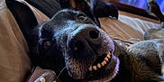 Faya participe au concours pour gagner de l'argent avec cette photo : dog, close_up, smiling, teeth, pillow, pattern, indoor, home, furniture, couch, wooden_chair, television, relaxed, pet, canine, nose, ears, lying_down, living_room, animal