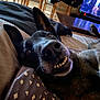 dog, close_up, smiling, teeth, pillow, pattern, indoor, home, furniture, couch, wooden_chair, television, relaxed, pet, canine, nose, ears, lying_down, living_room, animal