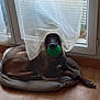 dog, curtain, green_toy, dog_bed, floor, glass_door, indoor, resting, pet, animal, wood_floor, window, playful, brown_dog, relaxed, house, home_interior, chew_toy, curtains, domestic