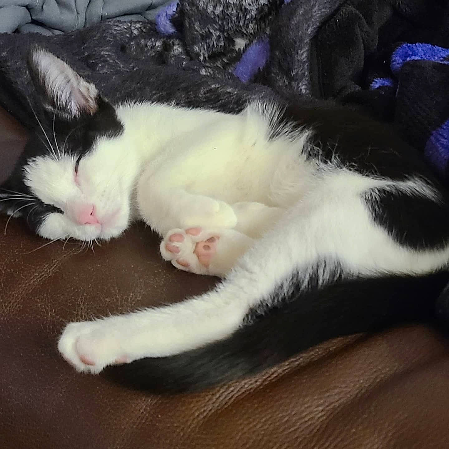 Baxter joined the competition — help win amazing prizes! carnivore, cat, cloud, comfort, ear, eye, felidae, foot, fur, head, human_body, jaw, lap, paw, plant, sky, small_to_medium_sized_cats, snout, tail, whiskers