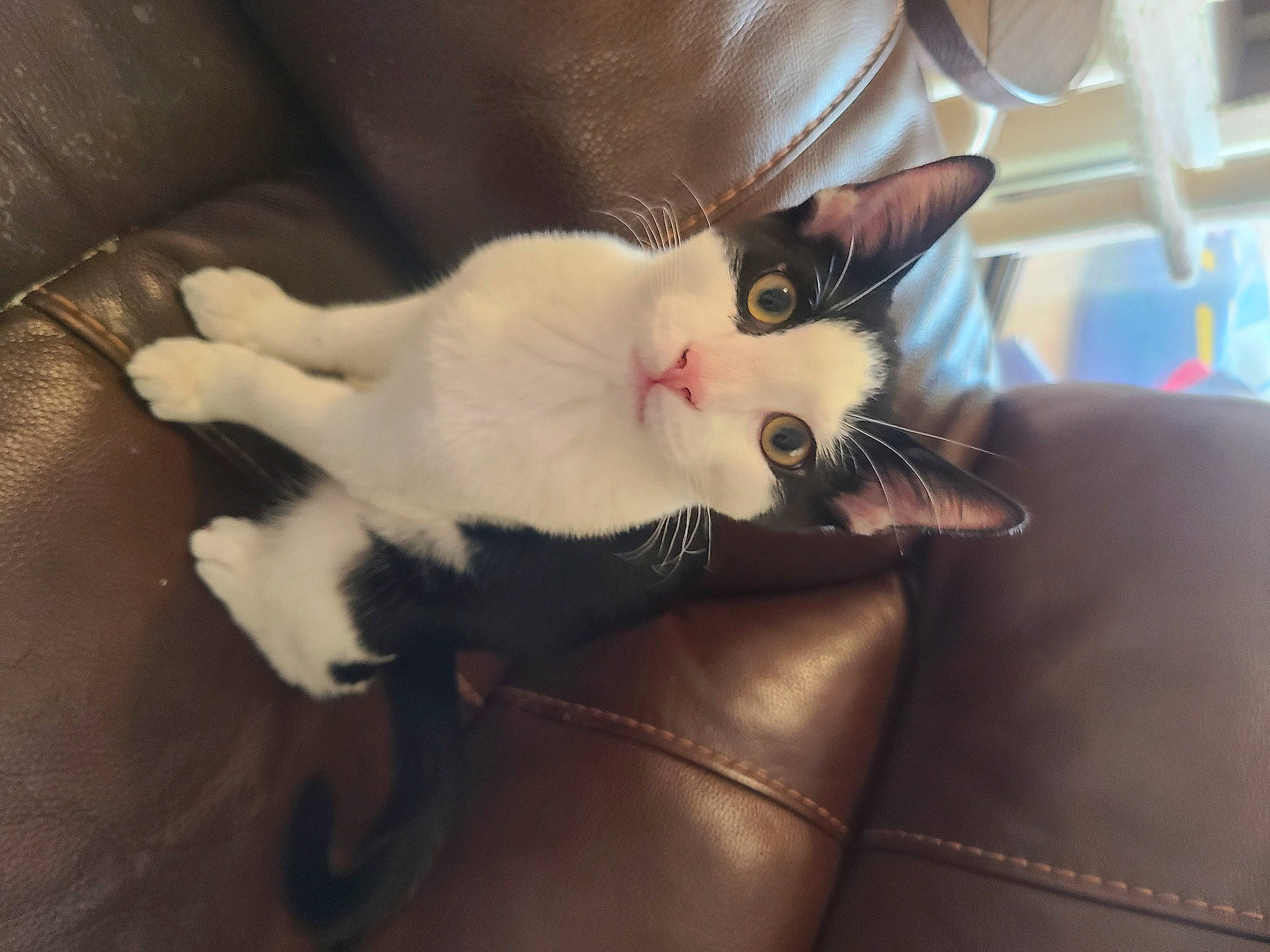 Baxter joined the competition — help win amazing prizes! carnivore, cat, claw, comfort, couch, domestic_short_haired_cat, ear, fawn, felidae, fur, paw, small_to_medium_sized_cats, snout, tail, whiskers