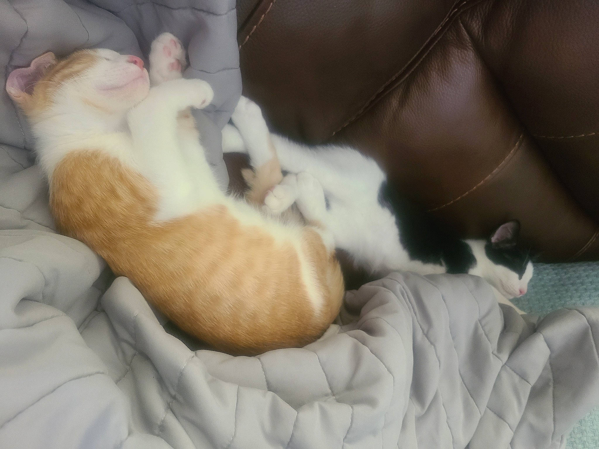 Baxter joined the competition — help win amazing prizes! canidae, carnivore, cat, comfort, companion_dog, dog_breed, domestic_short_haired_cat, fawn, felidae, foot, fur, human_leg, leg, nap, paw, small_to_medium_sized_cats, snout, sporting_group, tail, whiskers