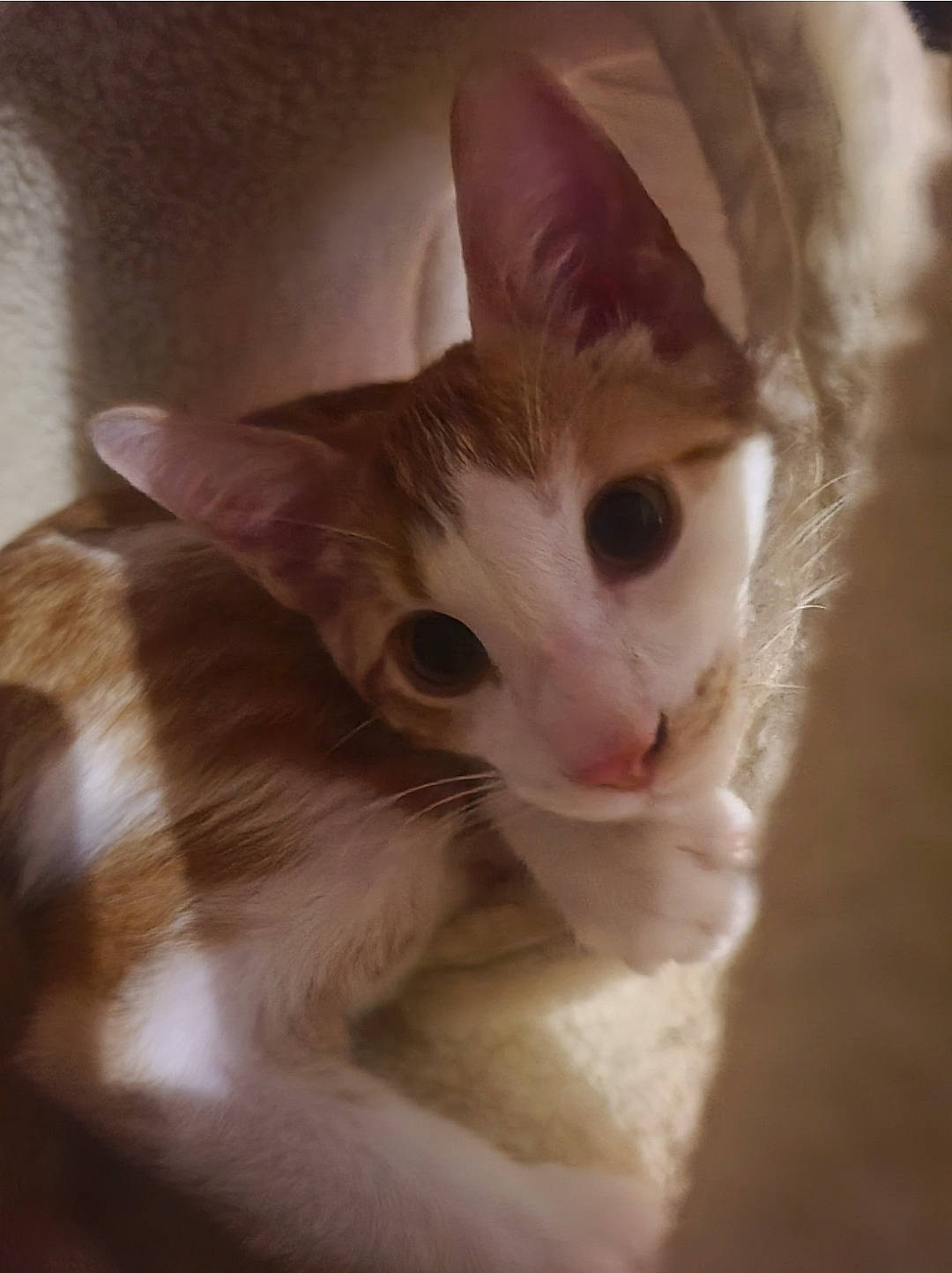 Booker is registered to the contest to win money with this photo: carnivore, cat, domestic_short_haired_cat, ear, eye, fawn, felidae, fur, paw, small_to_medium_sized_cats, snout, tail, whiskers, wood