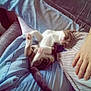 Dallas participe au concours pour gagner de l'argent avec cette photo : animal, cat, clothing, couch, cute, feline, hand, indoor, jeans, kitten, lap, paw, person, pet, pillow, playful, relaxing, resting, striped, tail