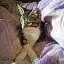Dallas participe au concours pour gagner de l'argent avec cette photo : animal, blanket, cat, comfort, cozy, cute, domestic, feline, fur, household, indoor, paws, pet, pink, purple, relaxed, resting, soft, tabby, whiskers