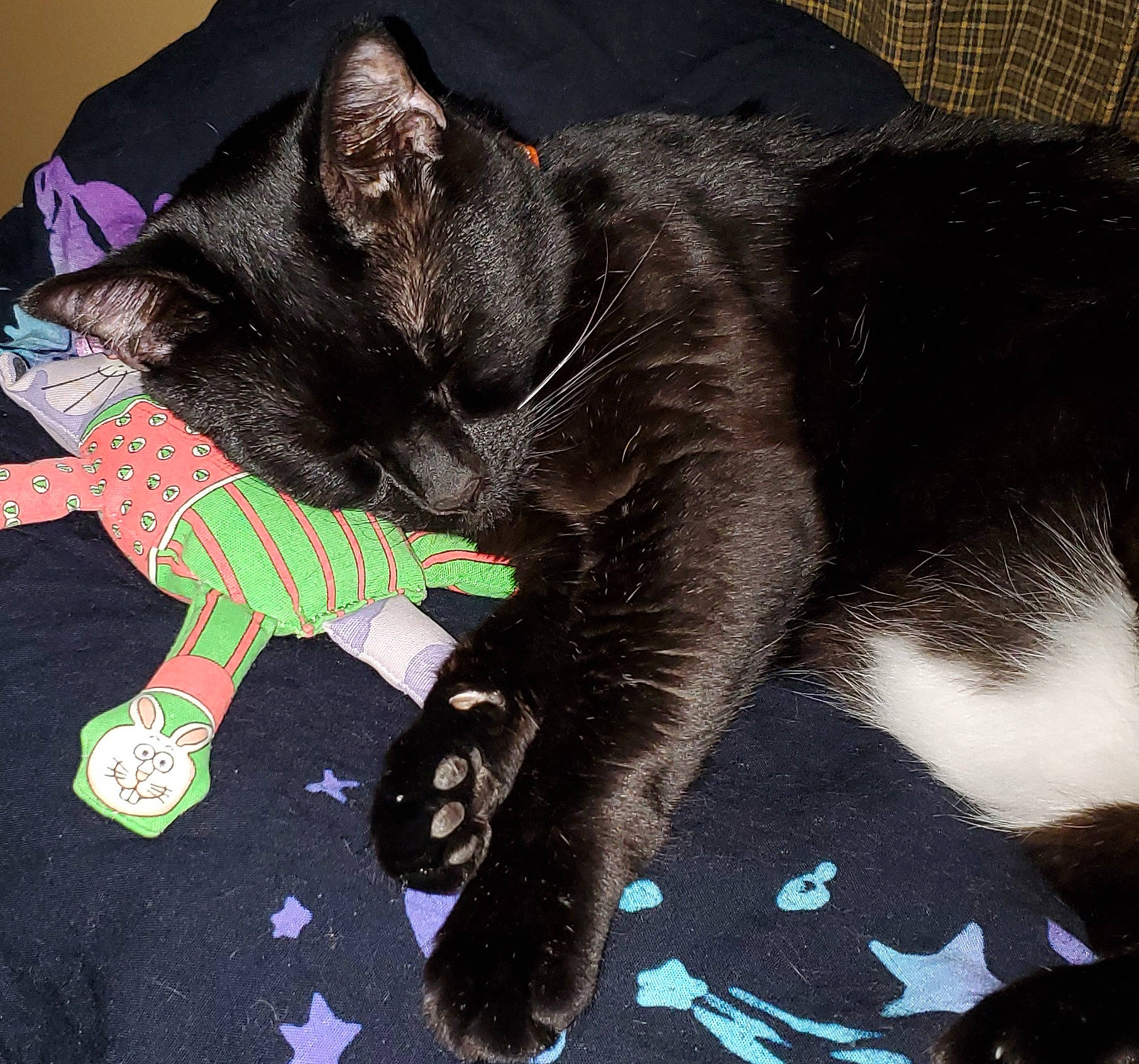 Chappie is registered to the contest to win money with this photo: asian, black, black_cat, carnivore, cat, claw, domestic_short_haired_cat, european_shorthair, felidae, fur, kitten, korat, nap, polydactyl_cat, sleep, small_to_medium_sized_cats, snout, tail, whiskers