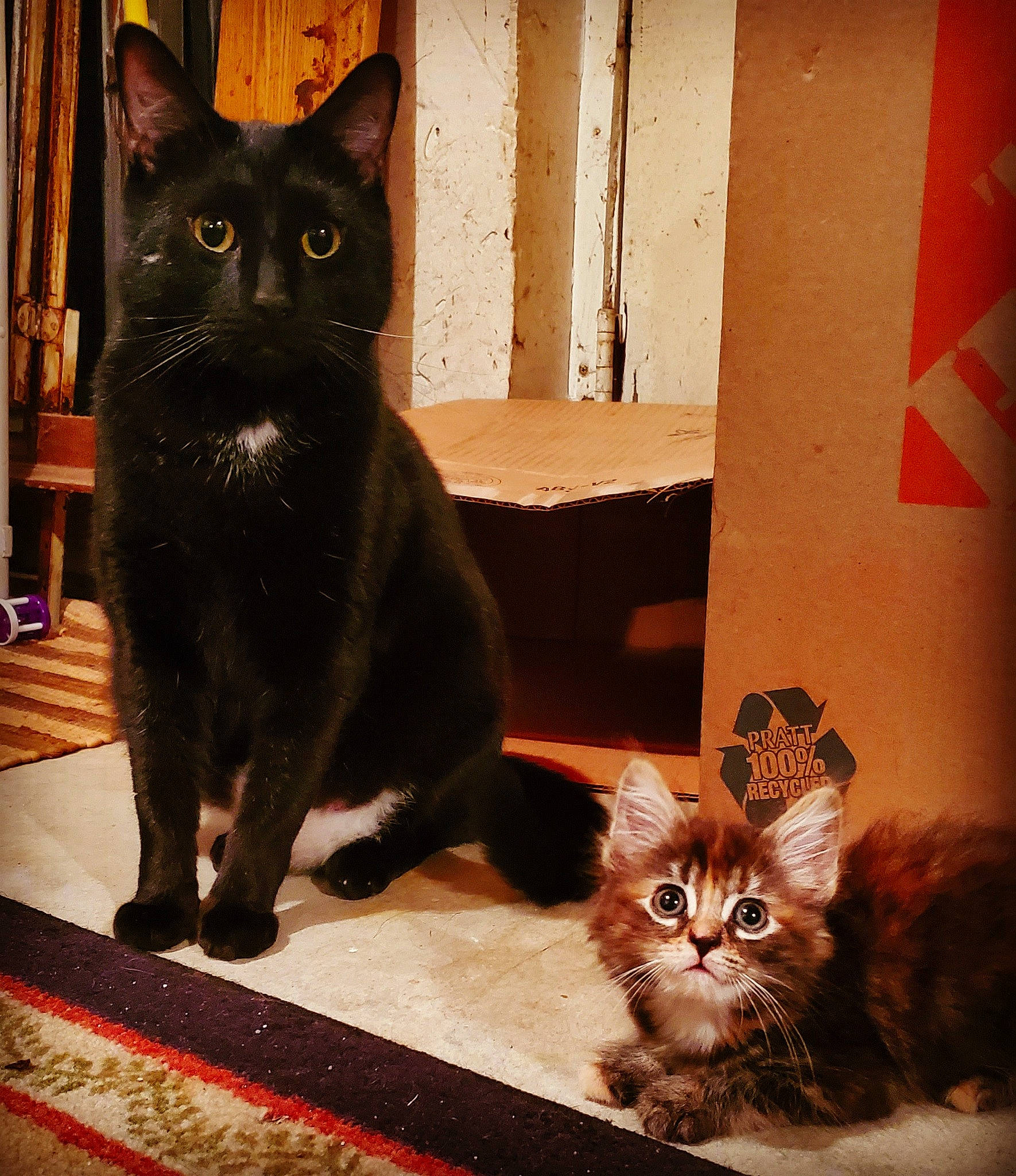 Chappie joined the competition — help win amazing prizes! asian, black_cat, bombay, burmese, carnivore, cat, domestic_short_haired_cat, european_shorthair, felidae, fur, german_rex, havana_brown, kitten, korat, mammal, polydactyl_cat, small_to_medium_sized_cats, snout, vertebrate, whiskers