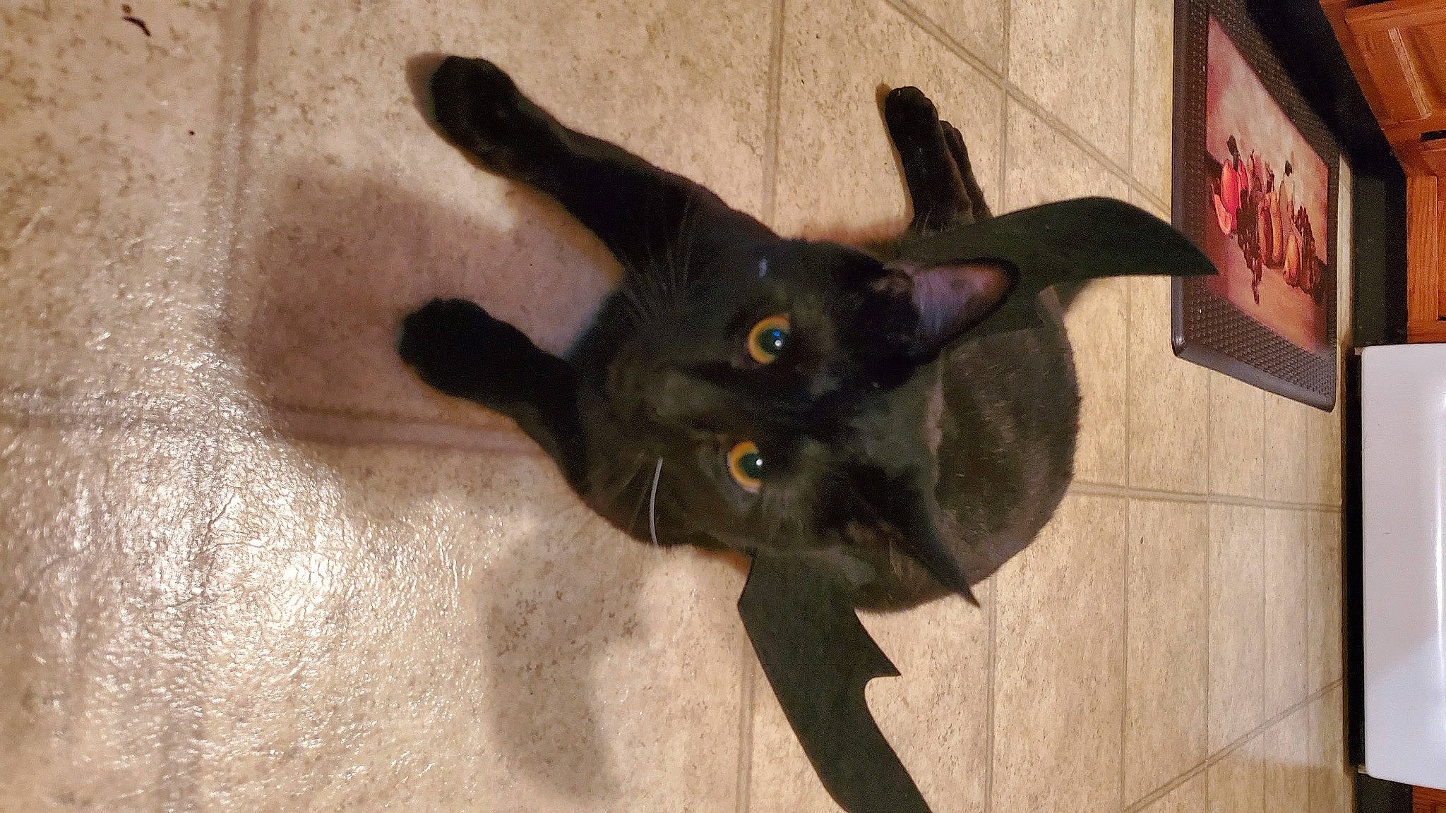 Chappie joined the competition — help win amazing prizes! black_cat, bombay, burmese, carnivore, cat, felidae, korat, russian_blue, small_to_medium_sized_cats, snout, tail, whiskers