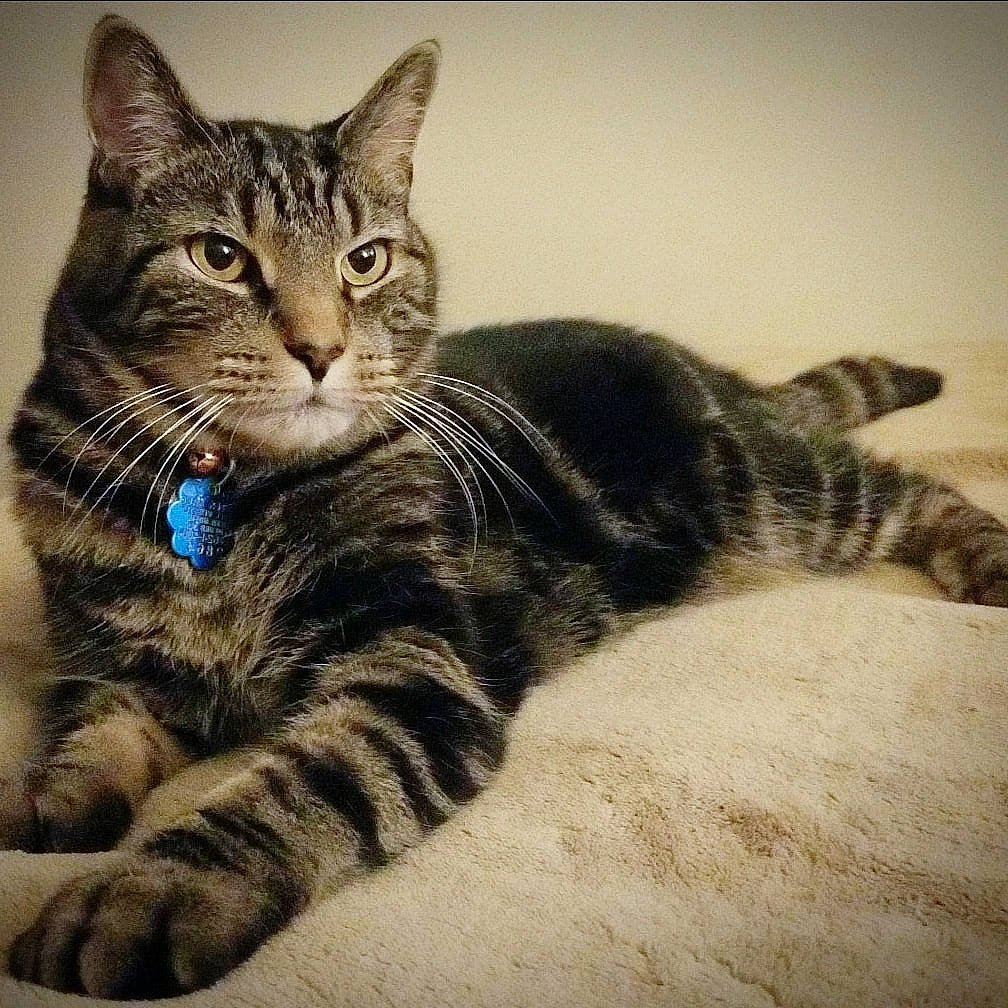 Yanks is registered to the contest to win money with this photo: american_shorthair, american_wirehair, asian, california_spangled, carnivore, cat, domestic_short_haired_cat, dragon_li, european_shorthair, felidae, fur, kitten, mammal, paw, small_to_medium_sized_cats, tabby_cat, toyger, vertebrate, whiskers, wild_cat