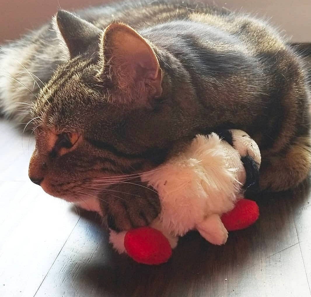 Yanks is registered to the contest to win money with this photo: asian, carnivore, cat, claw, domestic_short_haired_cat, ear, european_shorthair, fawn, felidae, fur, german_rex, nap, nose, paw, polydactyl_cat, sleep, small_to_medium_sized_cats, snout, tail, whiskers